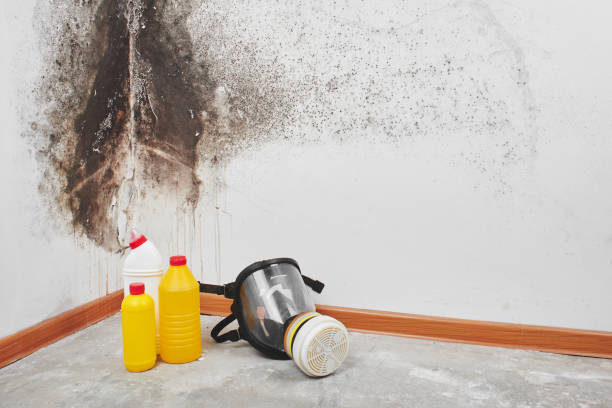 Why You Should Choose Our Mold Remediation Services in Mckeesport, PA